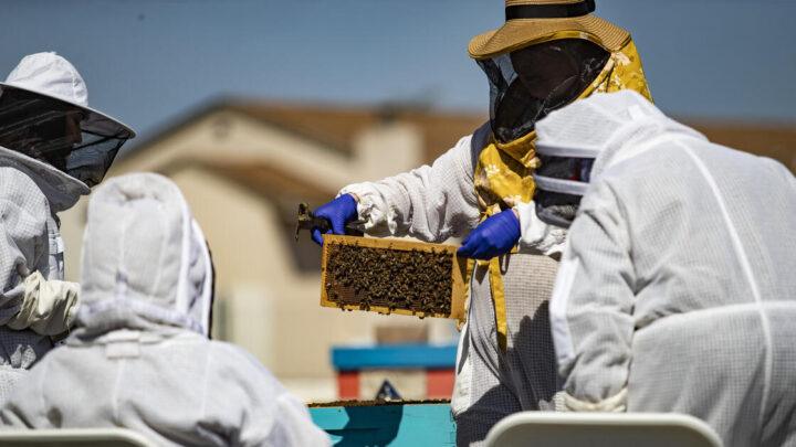 Therapeutic beekeeping offers older adults a new path to mental wellness