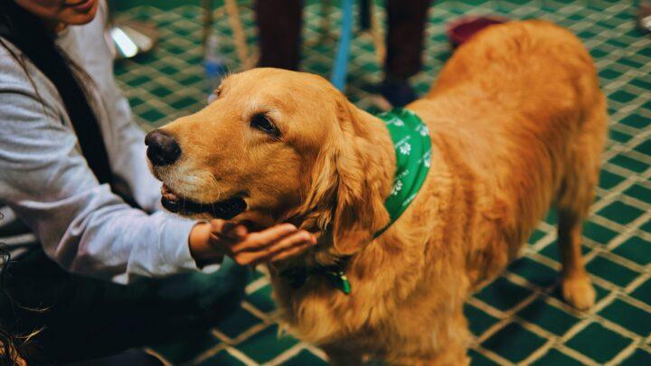 What Is an Emotional Support Animal & Do You Need One?