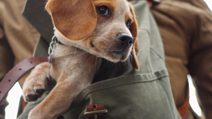 Hypoallergenic Dogs and Cats: Myth or Reality?